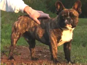 Cachorro raça Bulldog Francês idade 1 ano nome Sammy GRATIFICA