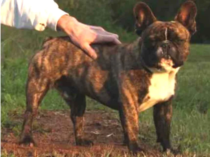 Cachorro ra a Bulldog Francês idade 1 ano nome Sammy GRATIFICA