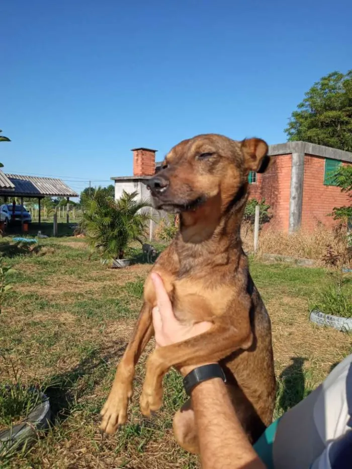 Cachorro ra a SRD idade 2 anos nome Xispita