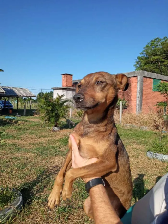 Cachorro ra a SRD idade 2 anos nome Xispita