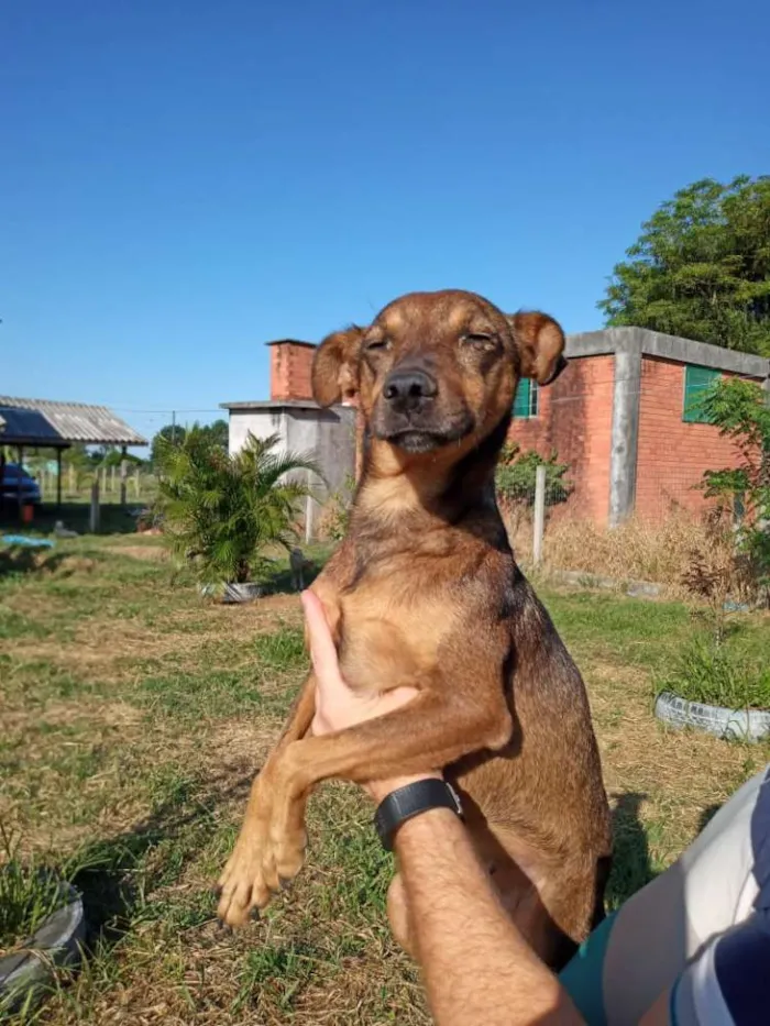 Cachorro ra a SRD idade 2 anos nome Xispita