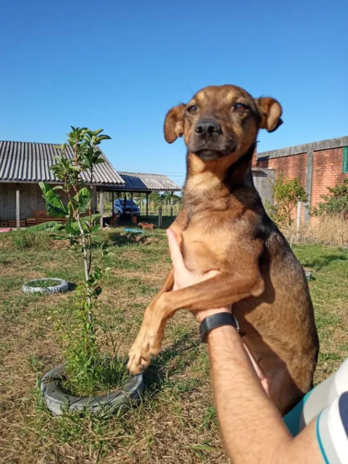 Cachorro ra a SRD idade 2 anos nome Xispita