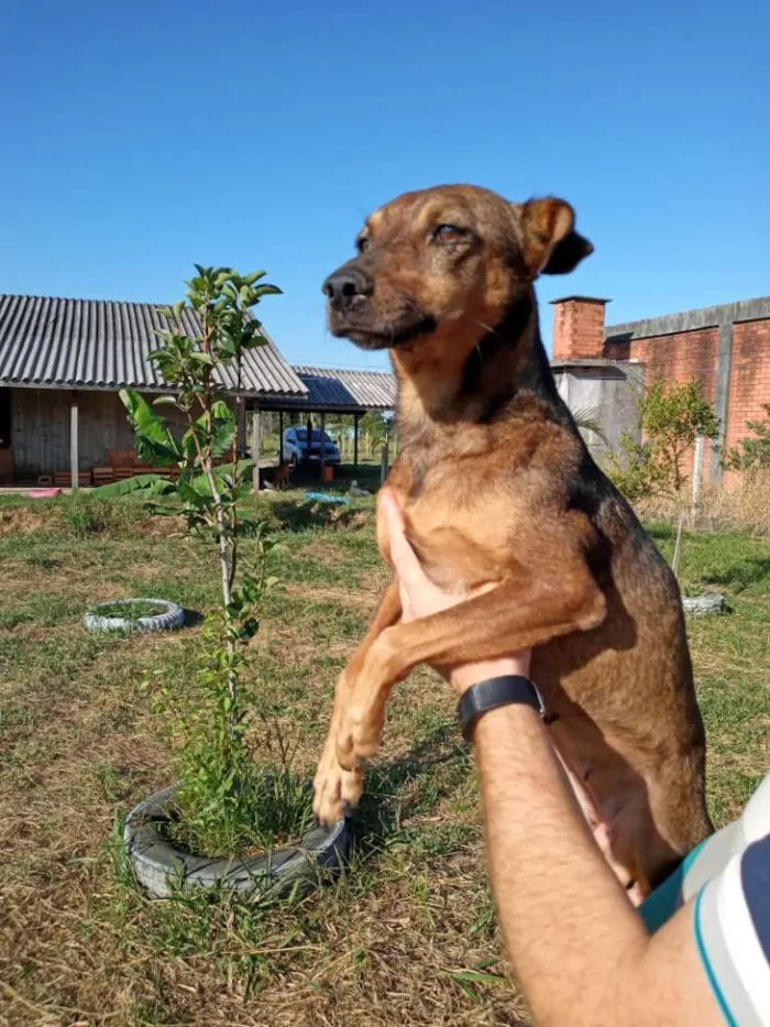 Cachorro ra a SRD idade 2 anos nome Xispita