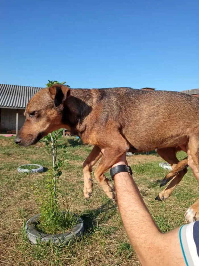 Cachorro ra a SRD idade 2 anos nome Xispita
