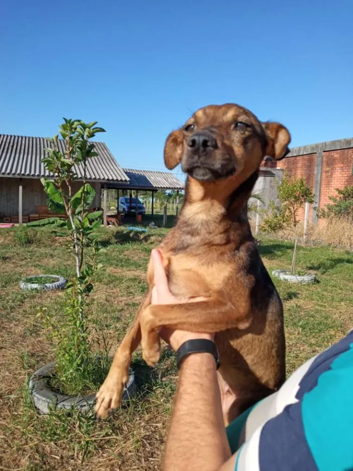 Cachorro ra a SRD idade 2 anos nome Xispita