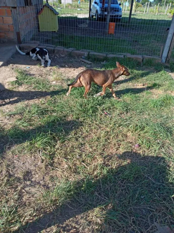 Cachorro ra a SRD idade 2 anos nome Xispita