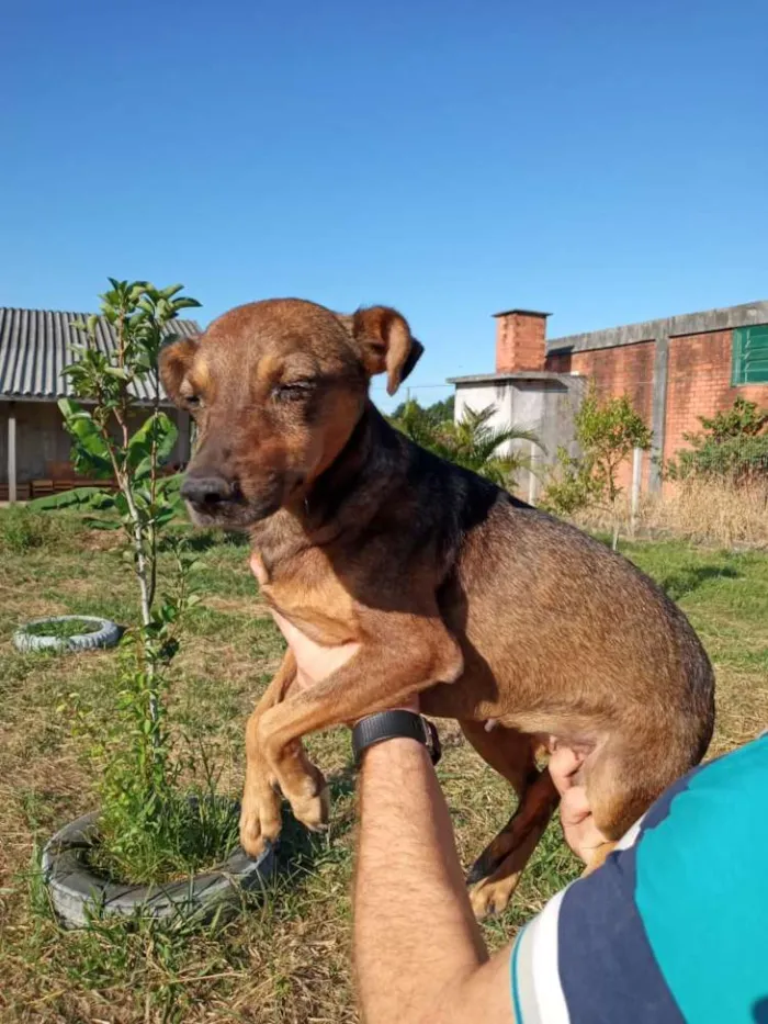 Cachorro ra a SRD idade 2 anos nome Xispita