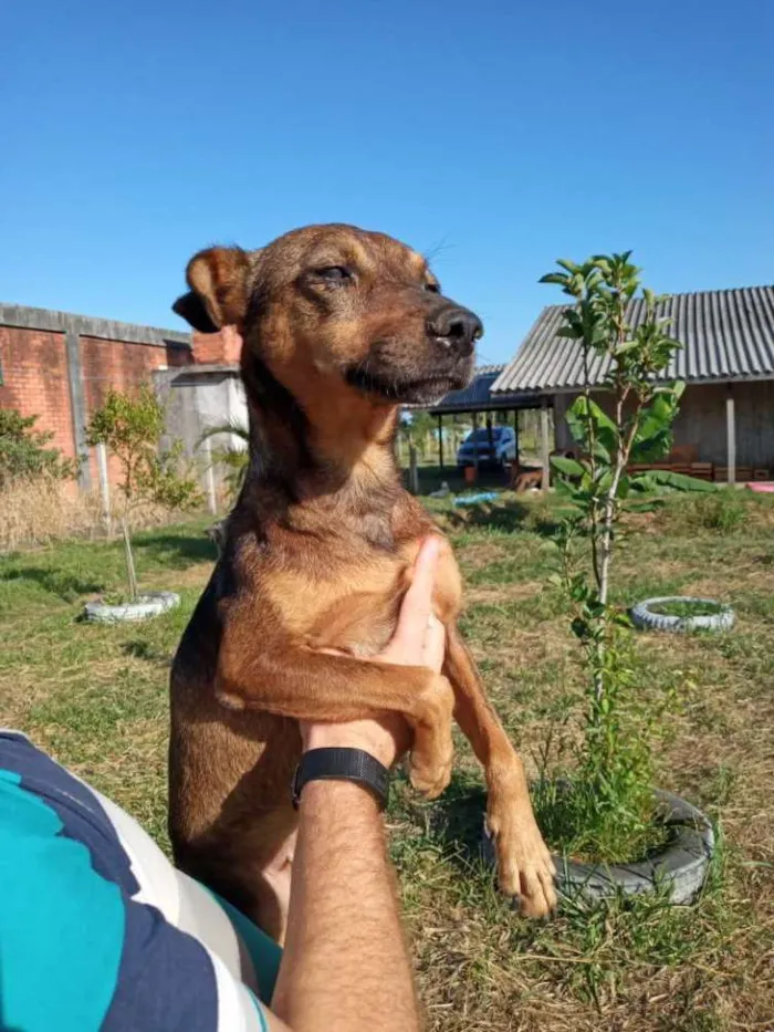 Cachorro ra a SRD idade 2 anos nome Xispita