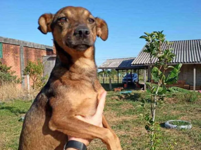 Cachorro ra a SRD idade 2 anos nome Xispita