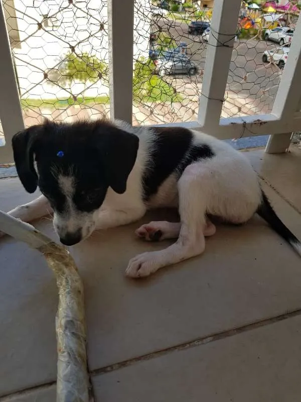 Cachorro ra a srd idade Abaixo de 2 meses nome Nick