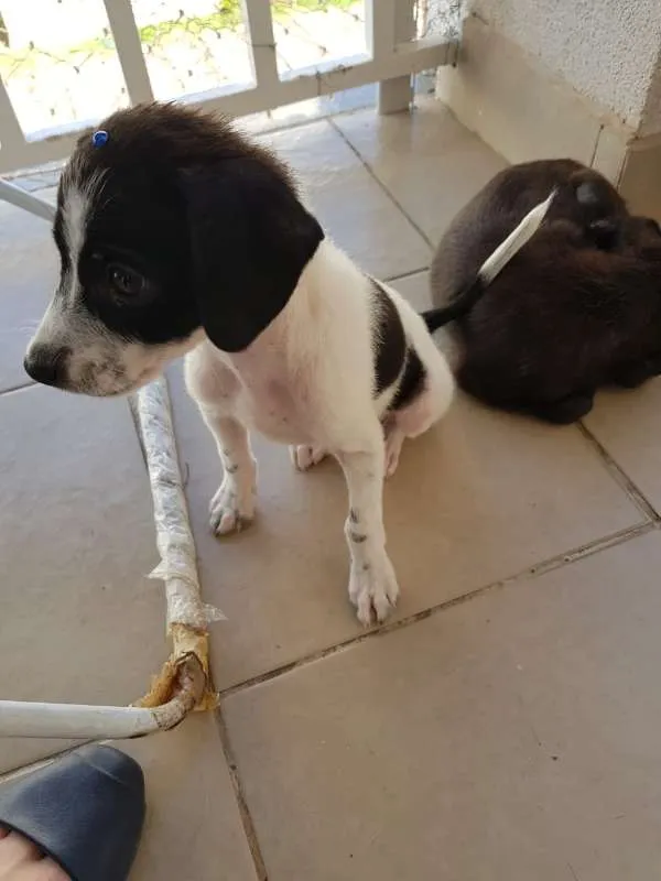 Cachorro ra a srd idade Abaixo de 2 meses nome Nick