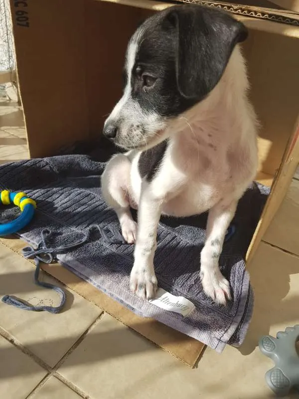 Cachorro ra a srd idade Abaixo de 2 meses nome Nick