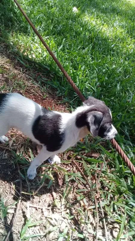Cachorro ra a srd idade Abaixo de 2 meses nome Nick