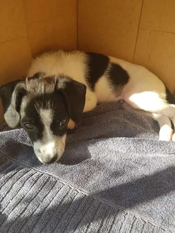 Cachorro ra a srd idade Abaixo de 2 meses nome Nick