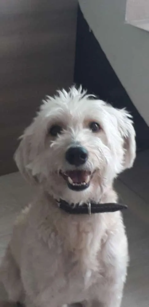 Cachorro ra a Poodle com vira lata idade 5 anos nome Bento