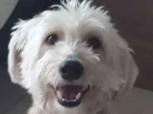 Cachorro raça Poodle com vira lata idade 5 anos nome Bento