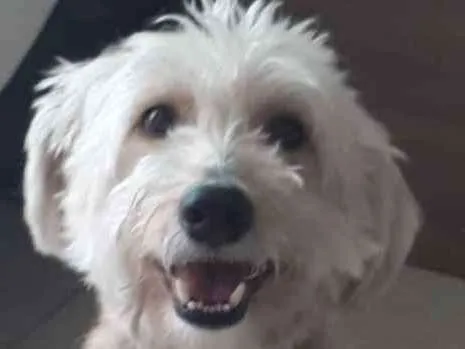 Cachorro ra a Poodle com vira lata idade 5 anos nome Bento