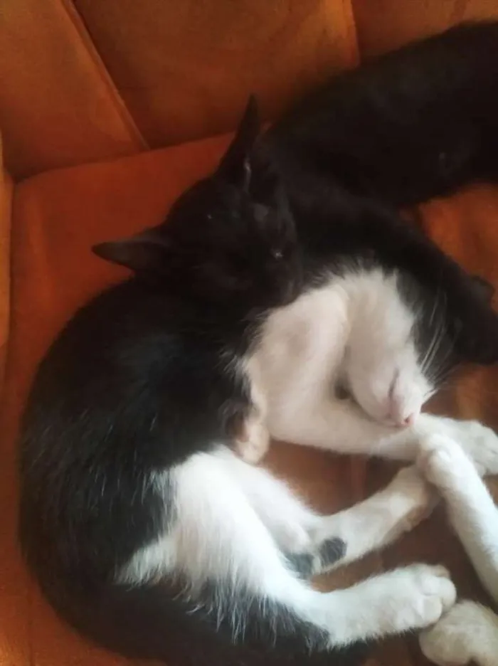 Gato ra a  idade 2 a 6 meses nome Frajola