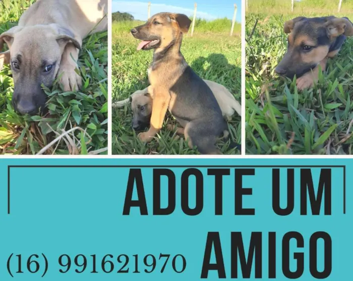 Cachorro ra a SRD idade 2 a 6 meses nome Rufles/ Luna/ Moana