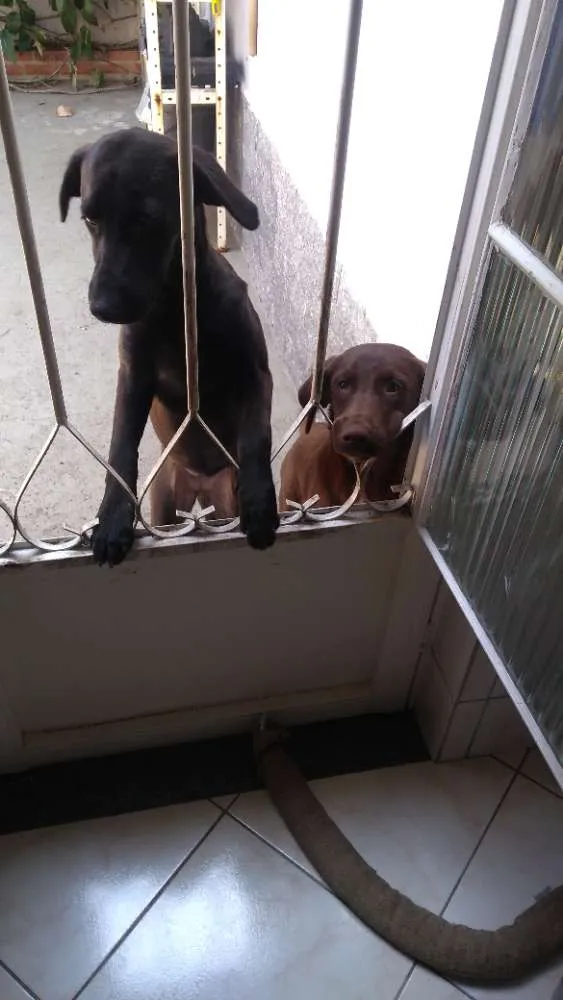 Cachorro ra a SRD idade 7 a 11 meses nome Ludy e Lola castrada