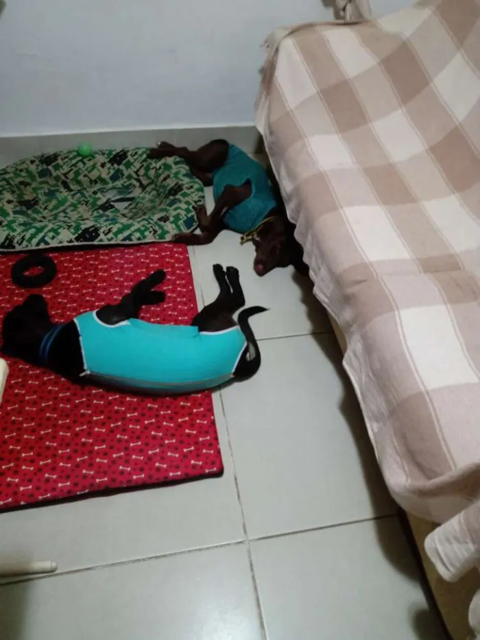 Cachorro ra a SRD idade 7 a 11 meses nome Ludy e Lola castrada
