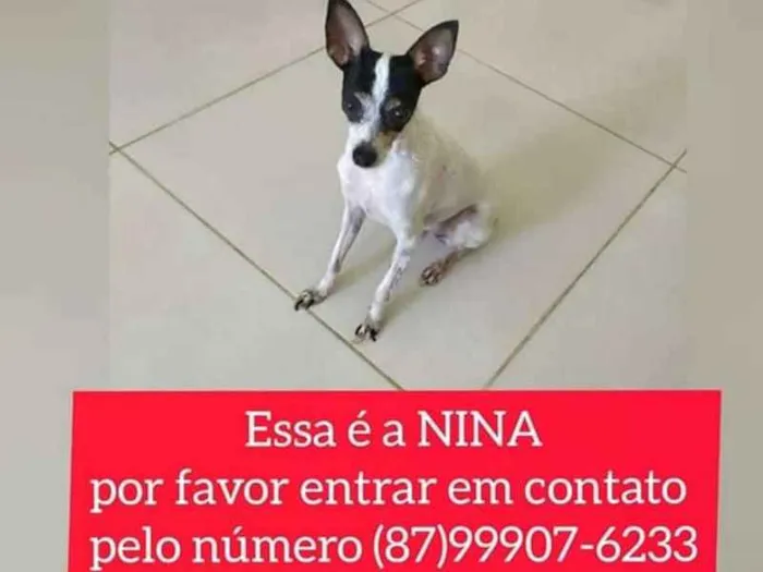Cachorro ra a Pincher idade 6 ou mais anos nome Nina