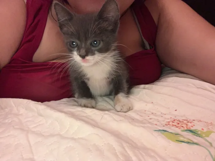 Gato raça Vira lata  idade  nome Moon