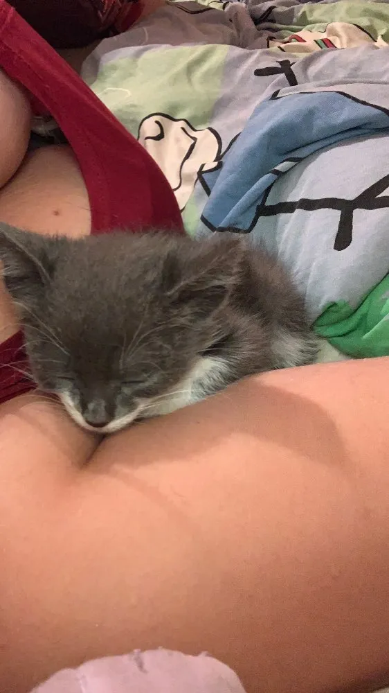 Gato raça Vira lata  idade  nome Moon