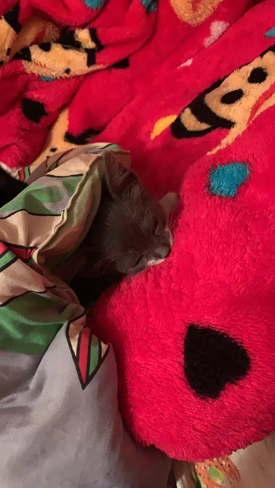 Gato raça Vira lata  idade  nome Moon