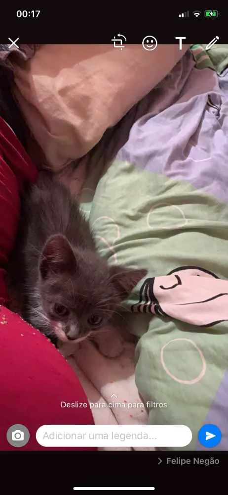 Gato raça Vira lata  idade  nome Moon
