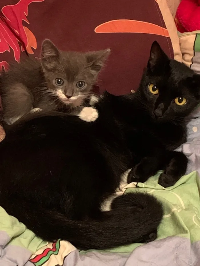 Gato raça Vira lata  idade  nome Moon