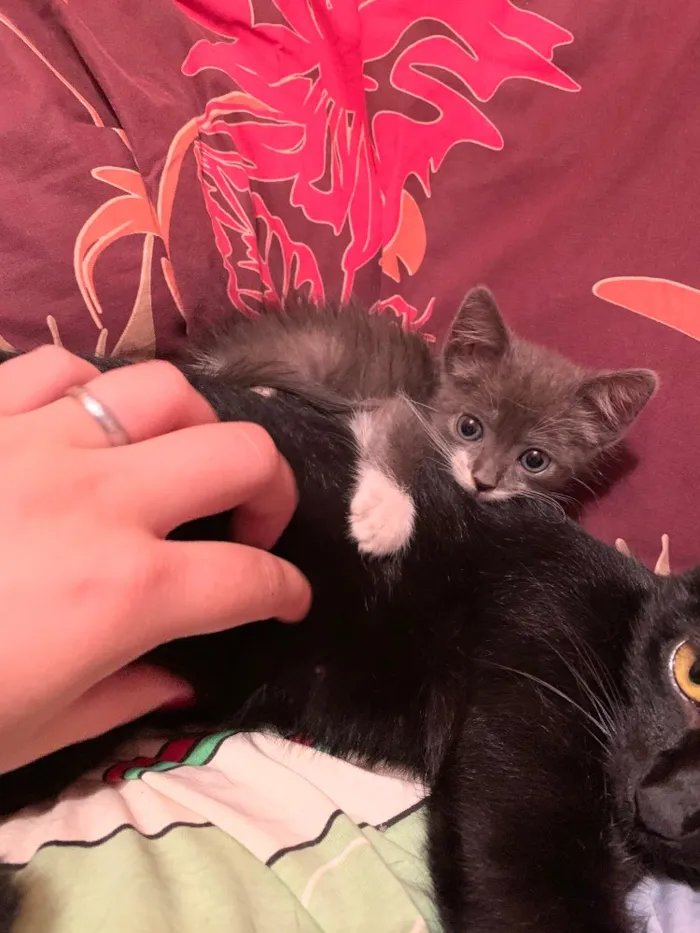 Gato raça Vira lata  idade  nome Moon