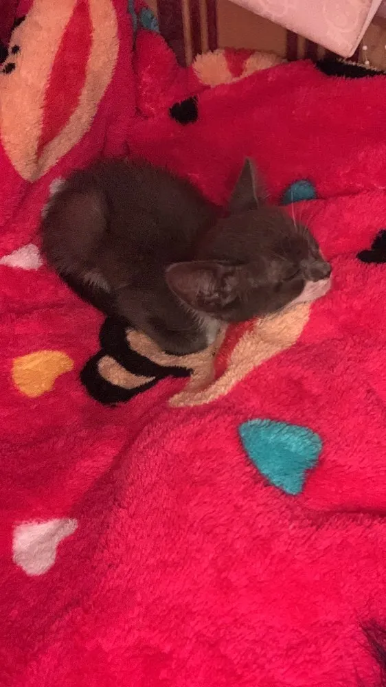 Gato raça Vira lata  idade  nome Moon