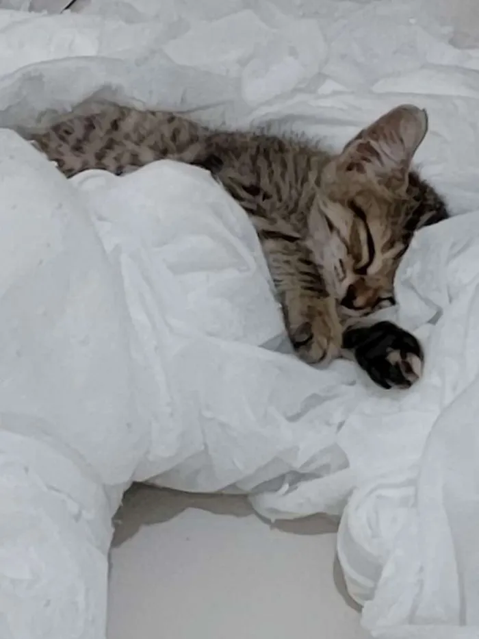 Gato raça Não sei idade Abaixo de 2 meses nome Tel