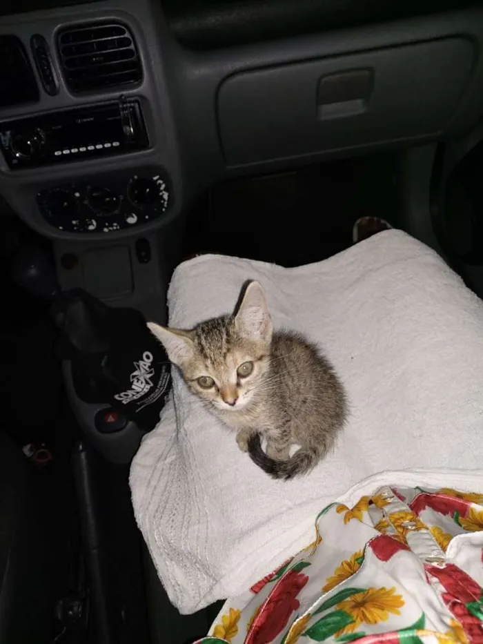 Gato raça Não sei idade Abaixo de 2 meses nome Tel