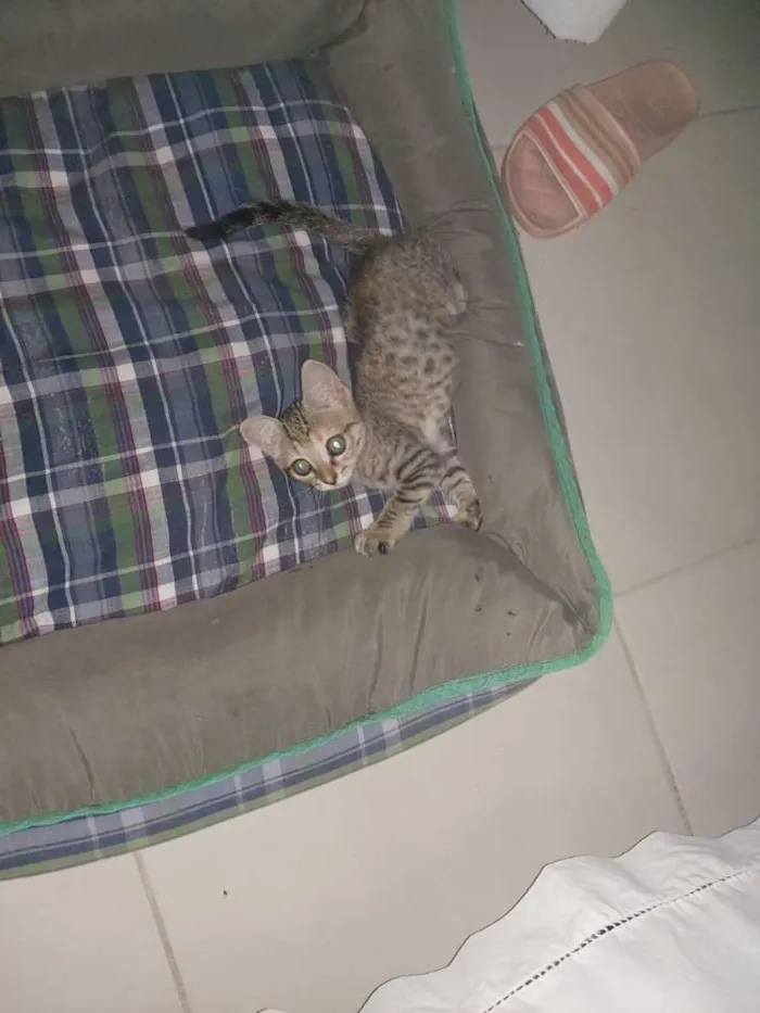 Gato raça Não sei idade Abaixo de 2 meses nome Tel