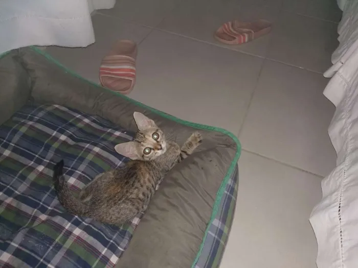Gato raça Não sei idade Abaixo de 2 meses nome Tel