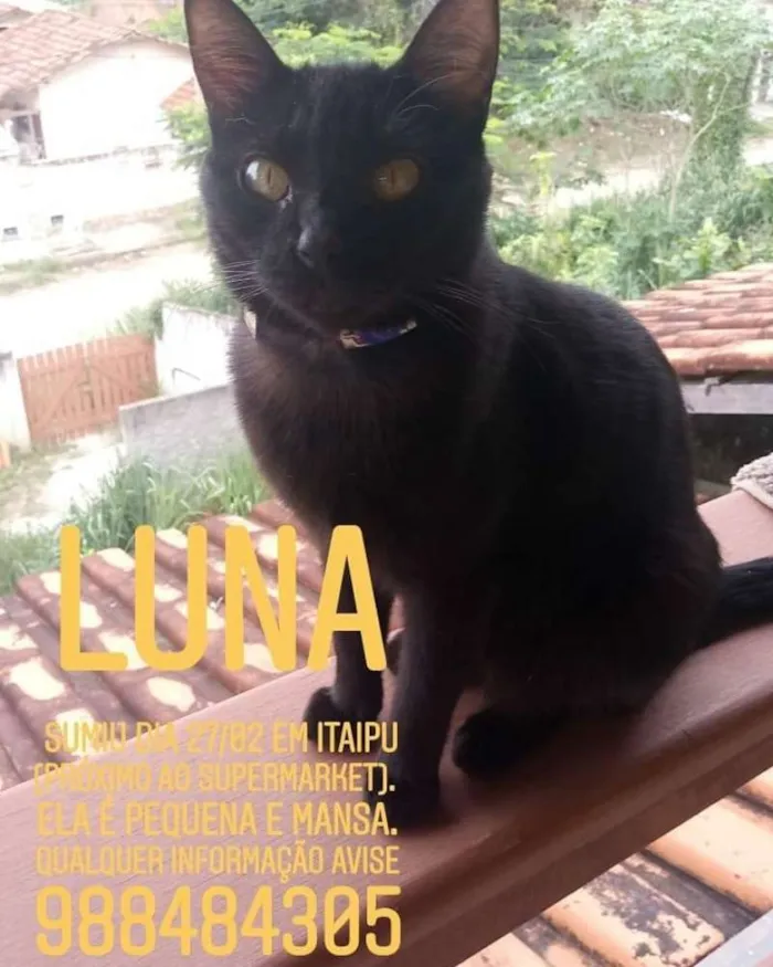 Gato ra a SRD idade 2 anos nome Luna