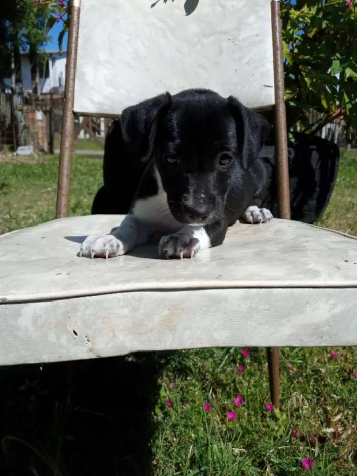 Cachorro ra a SRD idade 2 a 6 meses nome Trufa