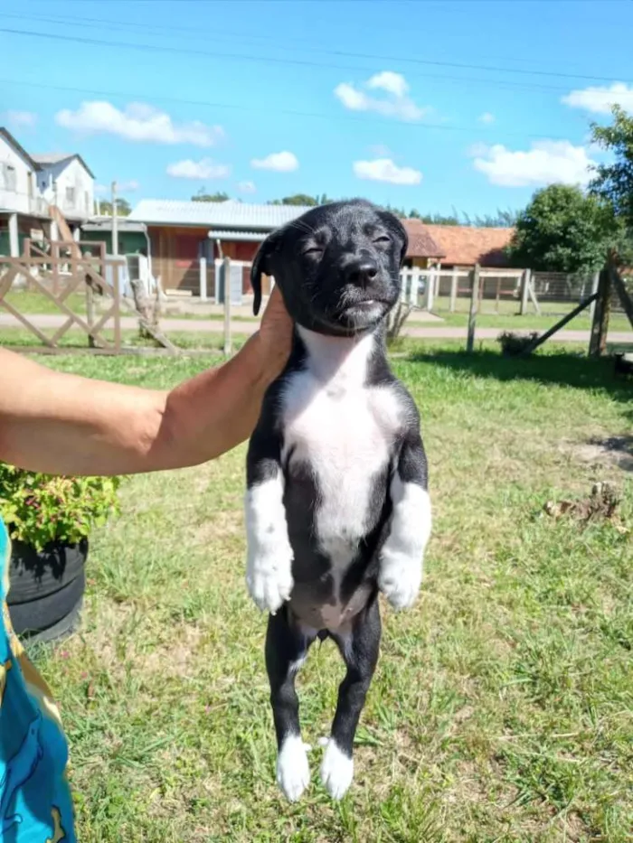 Cachorro ra a SRD idade 2 a 6 meses nome Trufa