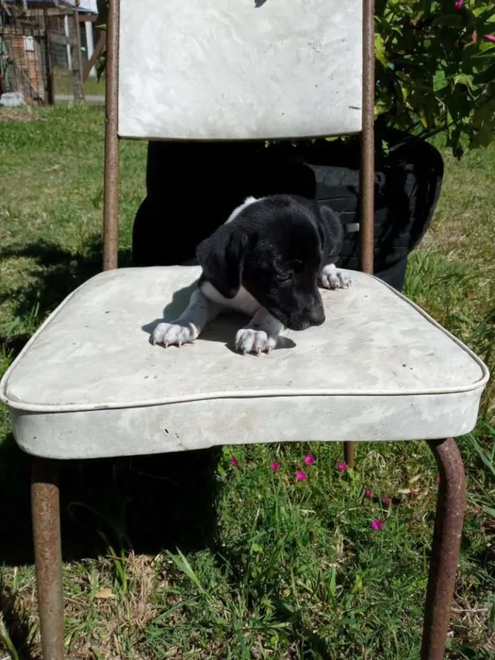 Cachorro ra a SRD idade 2 a 6 meses nome Trufa