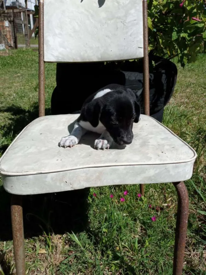 Cachorro ra a SRD idade 2 a 6 meses nome Trufa