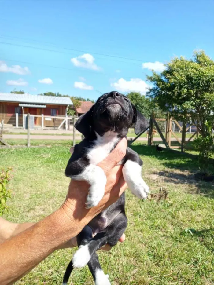 Cachorro ra a SRD idade 2 a 6 meses nome Trufa