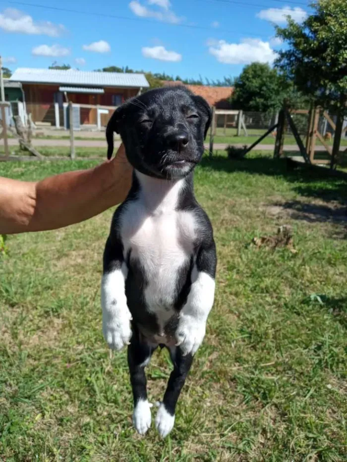 Cachorro ra a SRD idade 2 a 6 meses nome Trufa