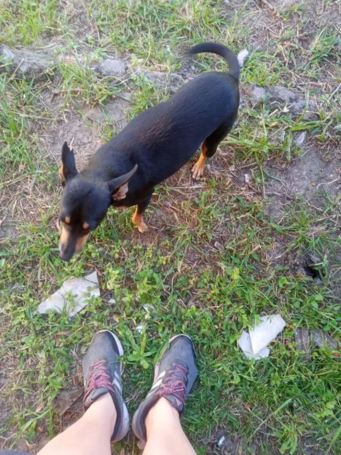 Cachorro ra a SRD idade 2 a 6 meses nome Trufa
