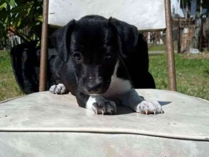 Cachorro ra a SRD idade 2 a 6 meses nome Trufa