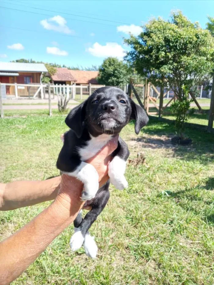 Cachorro ra a SRD idade 2 a 6 meses nome Cocada