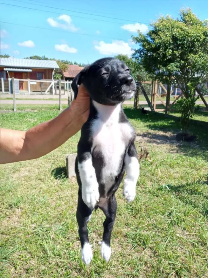 Cachorro ra a SRD idade 2 a 6 meses nome Cocada