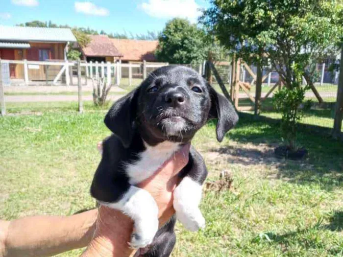 Cachorro ra a SRD idade 2 a 6 meses nome Cocada