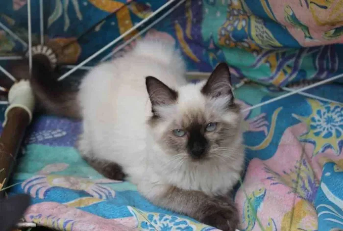 Gato ra a Sialata idade 1 ano nome Marie